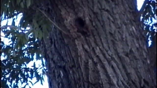 Летучие Мыши ! смотреть онлайн