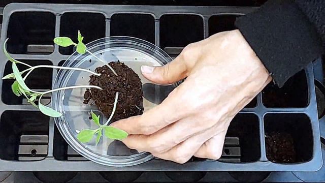 Как правильно пикировать томаты - все тонкости и нюансы! Когда и как нужно пикировать рассаду смотреть онлайн