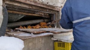 4161 Чем кормить дождевых червей зимой