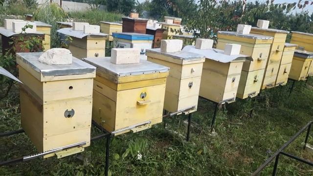 На каком расстоянии размещать улья? На какой площади? смотреть онлайн