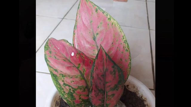 AGLAONEMA RED RUBY смотреть онлайн