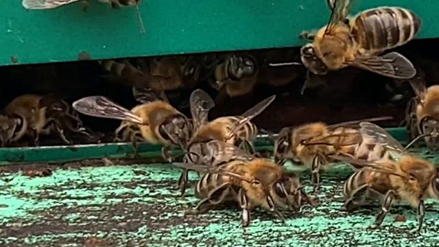 ОСОБЕННОСТИ РАЗВИТИЯ ЛИЧИНКИ МЕДОНОСНОЙ ПЧЕЛЫ. смотреть онлайн
