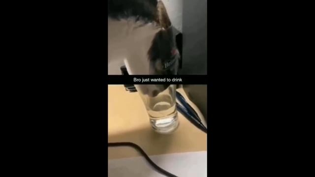Funniest Cats And Dogs Videos  - Best Funny Animal Videos 2023  #2