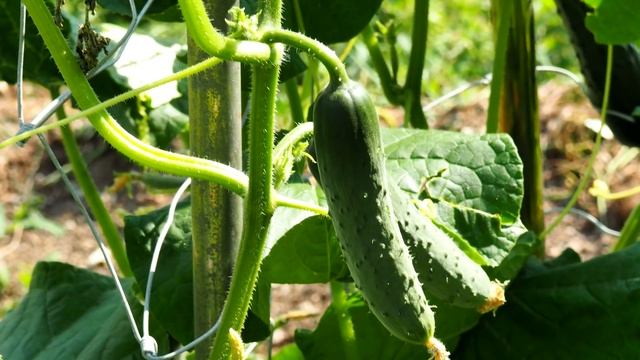 Огурцы ведрами собирать будете день и ночь, огурцы плодоносят и будут плодоносить если делать так смотреть онлайн