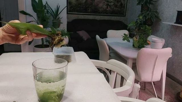 ОРХО - АНТУРИУМНЫЙ САЛАТ))) смотреть онлайн