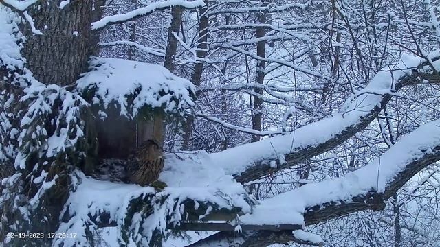 Kassikakk - Winter continues 19-02-2023 смотреть онлайн