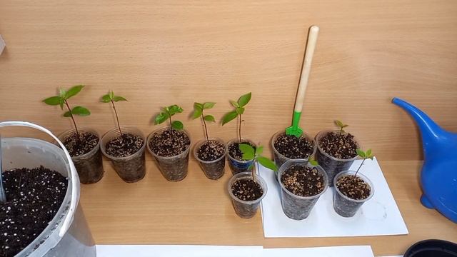 Лавровый лист выращенный из семян на подоконнике в вашей квартире смотреть онлайн