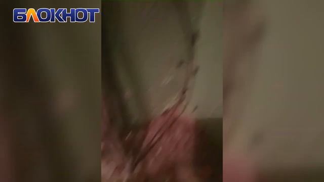 «Такое чувство, будто мы у них в гостях»: огромные тараканы заполонили подъезд на Курчатова смотреть онлайн