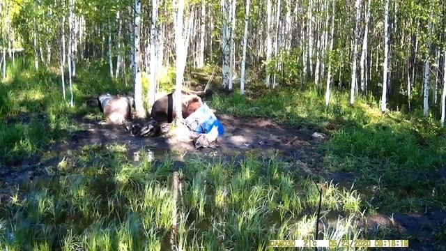 Фотоловушка ФИЛИН 120 часть 2 смотреть онлайн