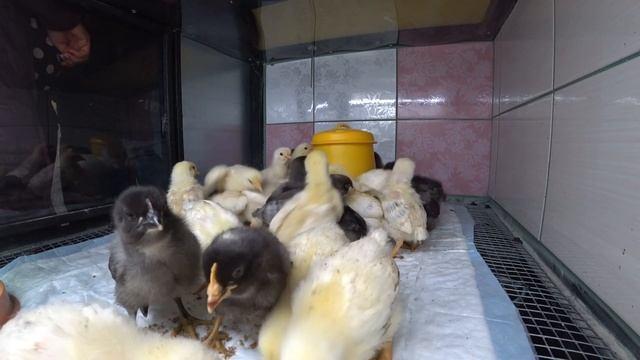 Брудер-аквариум для цыплят. Доминанты и адлеровские серебристые куры. смотреть онлайн