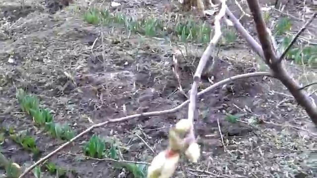 Вот и первые цветы расцветают смотреть онлайн