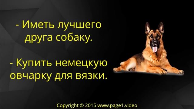 Купить немецкую овчарку Казань смотреть онлайн