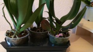 Как узнать сорт и цвет орхидеи из уценки без цветов? Орхидеи по 100 руб. Уценка отцветших орхидей.