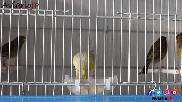 🐦 Los MEJORES TRUCOS Para Que COMAN FRUTAS Y VERDURAS Tus PAJAROS 🐤 Canario Periquito Agaporni