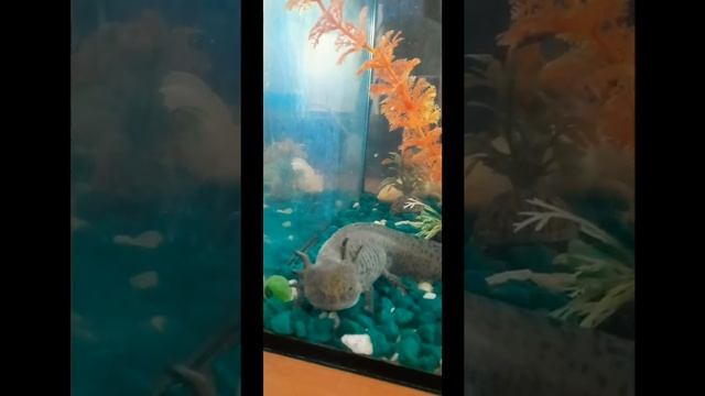 Аксалот Ну что ты Смотришь(Советуем посмотреть). смотреть онлайн