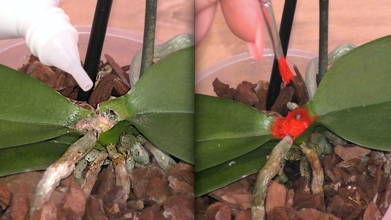 Орхидея, СГНИЛА ТОЧКА РОСТА. НЕ ОТЧАИВАЕМСЯ! ДЕЙСТВУЕМ РЕШИТЕЛЬНО! смотреть онлайн