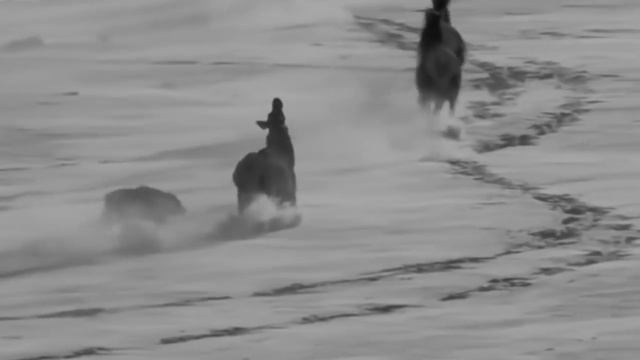 Мы волки смотреть онлайн