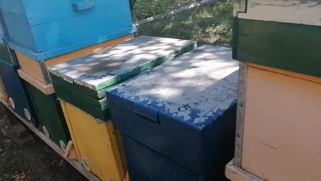 Взяток с подсолнечника. Обзор пасеки. смотреть онлайн