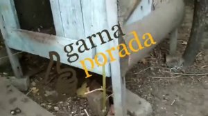 Как избавиться от хорька или куницы, и нужно ли от них избавляться