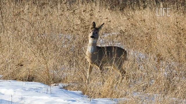 Все способы охоты на косулю! смотреть онлайн