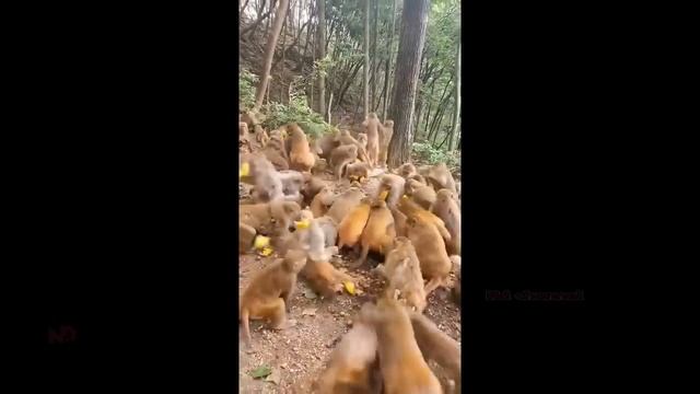 Unbelievable! The giant python wrapped around the elephant with its large body смотреть онлайн