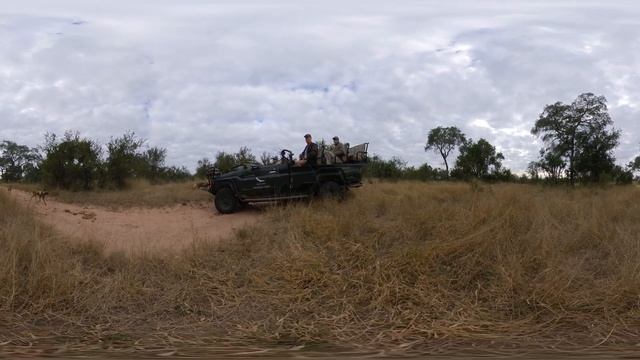 VR Wild Dogs and Hyenas Wildlife Safari trip - Photos of Africa @livestreamnature @PhotosofAfrica смотреть онлайн