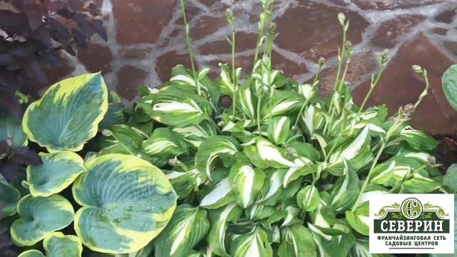 Мульчирование почвы корой лиственницы