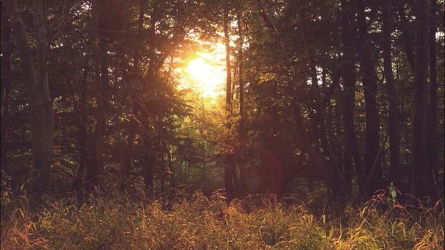 [Demo] Cort Sunset NY смотреть онлайн