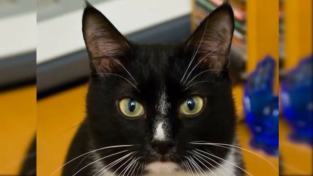 ЗАЧЕМ КОШКАМ УСЫ? смотреть онлайн