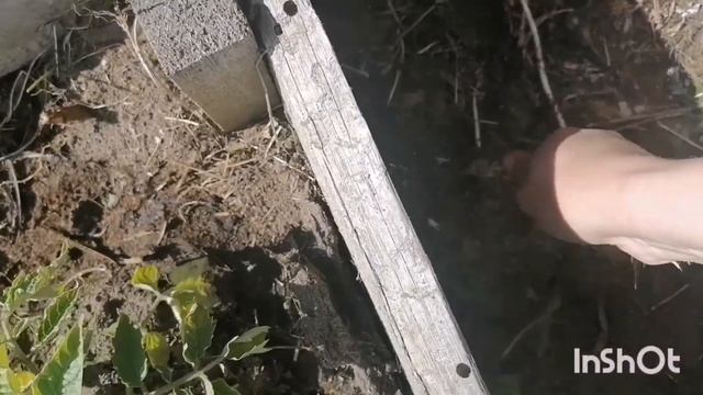 Убираю хмель/посадка томатов/клубника заросла травой/ смотреть онлайн