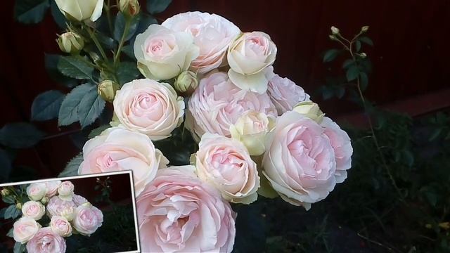 Р.Эден Роза или Пьэр де Ронсар. 2017 # мой сад# розы смотреть онлайн