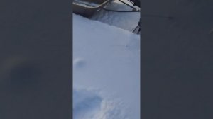 Как едет мотособака по целине Batlmotors Barboss#baltmotors #мотособака#покатушки#мотобуксировщик