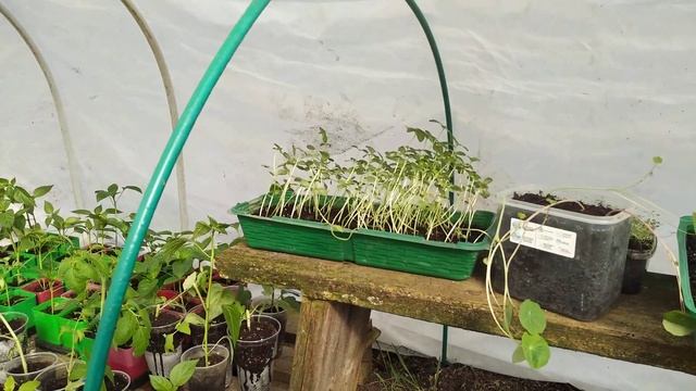 Как вырастить отличную рассаду в Ленинградской области.