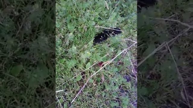 Осторожно! Кротенок смотреть онлайн