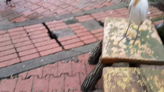 Парк птиц в Куала - Лумпур смотреть онлайн