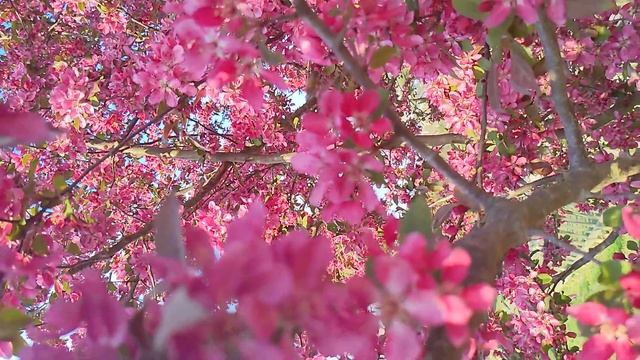 Malus Royalty Crabapple Blossom 2 смотреть онлайн