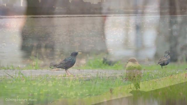 целебная музыка для сердца и сосудов ? Нежная музыка, успокаивающая нервную систему #2 смотреть онлайн