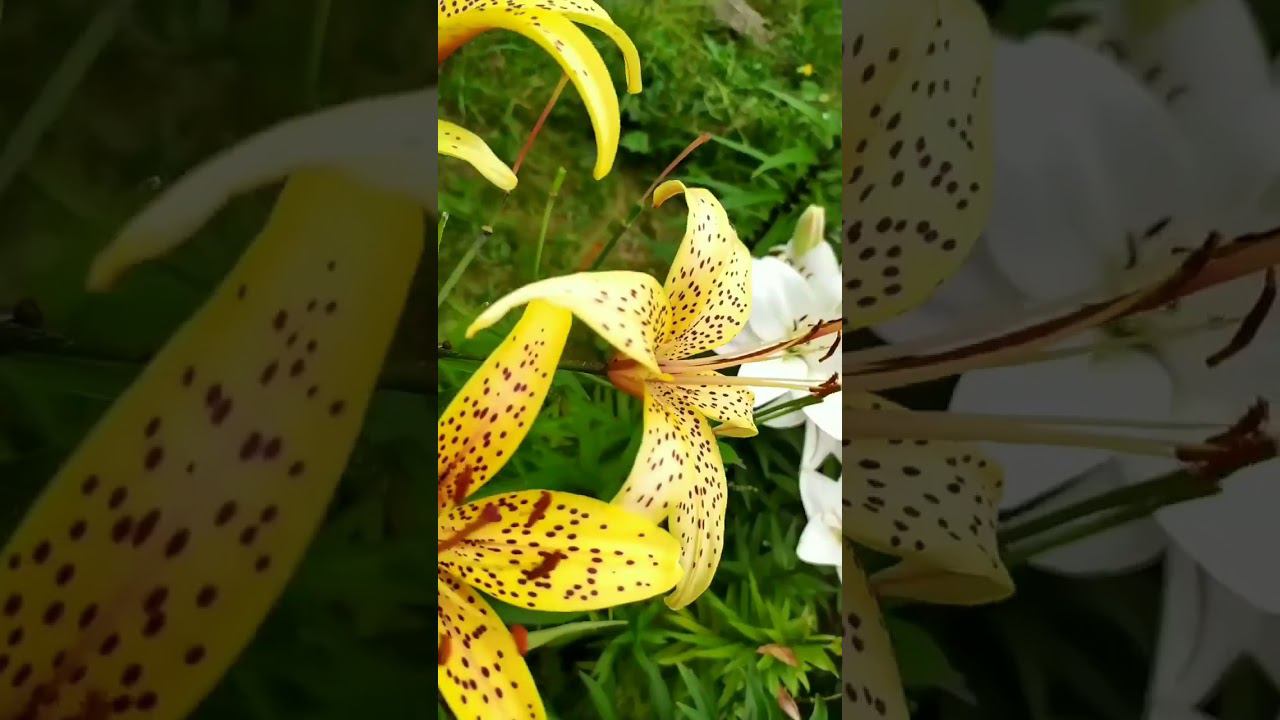 Про цветы смотреть онлайн