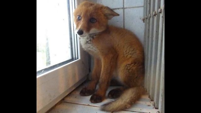 помощь животным смотреть онлайн