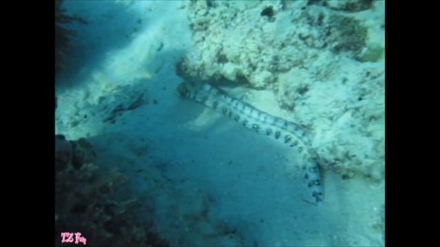 BEAUTIFUL Coral Reefs for Snorkeling in Bohol, Philippines| Diving in Panglao, Bohol |Coral Reefs смотреть онлайн