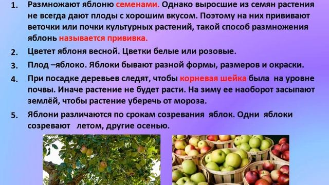 Биология. Тема урока: "Общие признаки розоцветных. Яблоня" смотреть онлайн