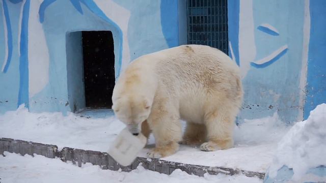 С трудом уговорили Кая перейти в другой вольер смотреть онлайн