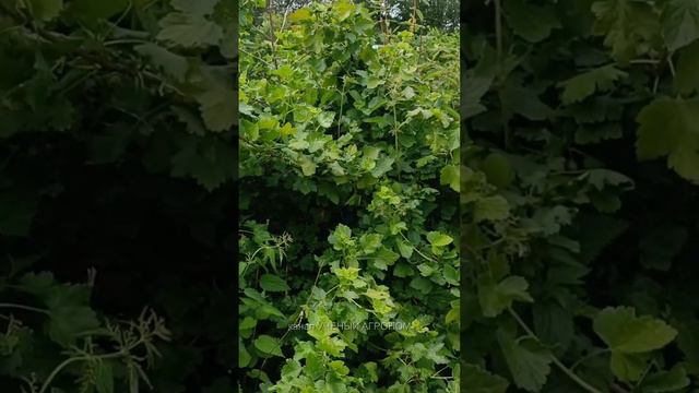 Крыжовник. Обрезка по-английски. смотреть онлайн