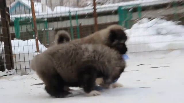 щенки кавказской овчарки -для продажи. смотреть онлайн