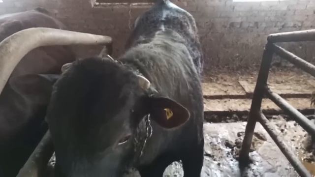 Откорм бычков, прошло больше 5 месяцев откорма, результат смотреть онлайн