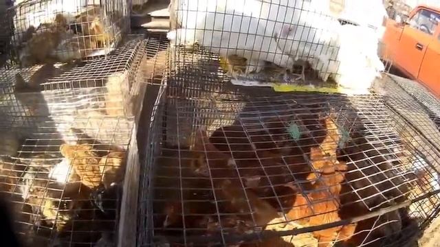 Куры несушки на рынке Бизнес смотреть онлайн