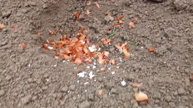 ПОСАДКА ТОМАТОВ И ОГУРЦОВ//ЧТО КЛАСТЬ В ЛУНКУ ПРИ ПОСАДКЕ?// смотреть онлайн