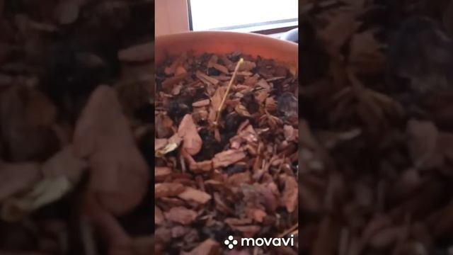 Когда доставать гортензии из подвала смотреть онлайн