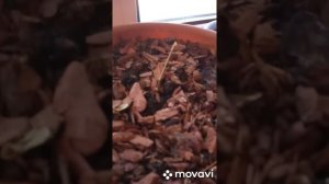 Когда доставать гортензии из подвала