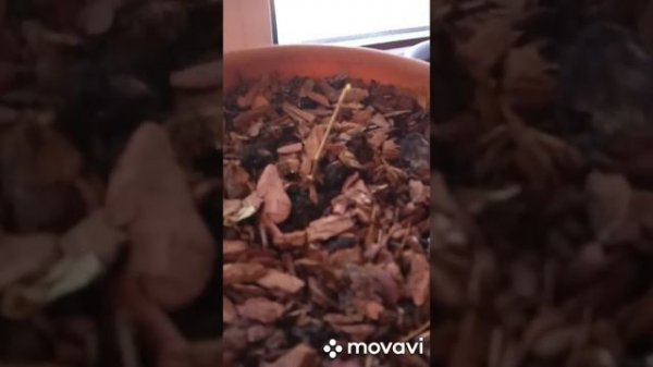 Когда доставать гортензии из подвала